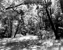 Oak trees and meadows at Oakmont before building began, Santa Rosa, California, 1962