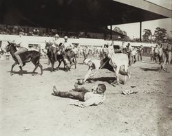 Donkey Watermelon Race on Farmers Day at the racetrack at the Sonoma County Fair, Santa Rosa, California, 1972