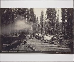 Logging scene near Guerneville, California, about 1905