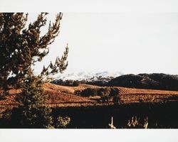 Snow-covered Mayacamas Mountains above Gauer Vineyards, 1985