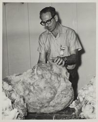 Arthur Zemel judges fleece on Farmers' Day at the Sonoma County Fair, Santa Rosa, California