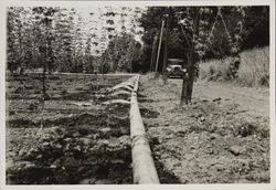 Irrigating the hops