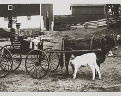 Swiss cow pulling a buggy, Monticello, Wisconsin