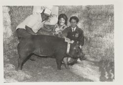 Chris Simpson and his FFA Reserve Grand Champion hog at the Sonoma County Fair, Santa Rosa, California, 1985