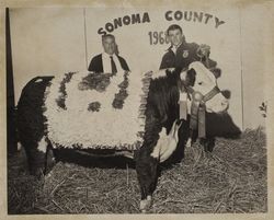 FFA Champion Polled Hereford at the Sonoma County Fair, Santa Rosa, California, 1968