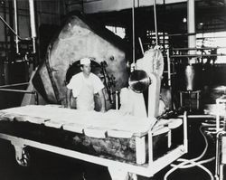 Unidentified man standing in front of a butter churn inside the Petaluma Cooperative Creamery, about 1950