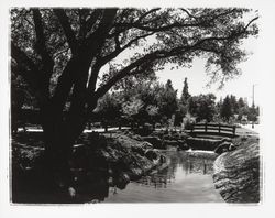 Creek through Juilliard Park, Santa Rosa, California, 1967