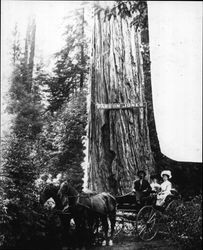 Amanda (Mrs. Bert) Jewett with her parents, Joseph and Lucinda Almy, in in a buggy in front of the Parson Jones tree in Armstrong Grove, Guerneville, California