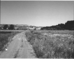 Masciorini Ranch southeast of Petaluma, California, July 2005, taken looking east from the Petaluma River