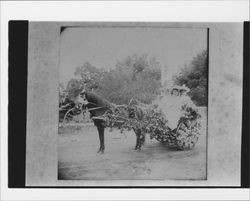 Chaise and horse decorated for a parade, Petaluma, California, 1910