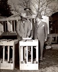 Two unidentified men standing next to Poehlmann turkeys, Sonoma County, California, about 1952