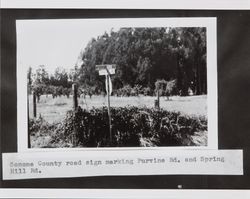 Sonoma County road sign marking Purvine and Spring Hill roads, Petaluma, California