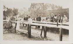 Picnic luncheon at Bodega Bay following erection of historical markers, Bodega Bay, California, 1925