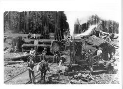 Logging redwood using a Dolbeer donkey