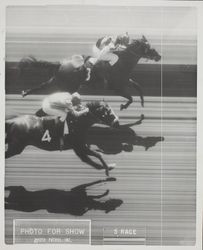 Photo finish for show at the Sonoma County Fair, Santa Rosa, California, July 17, 1969