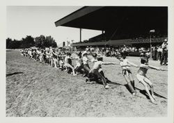 Farmers' Day tug of war at the Sonoma County Fair, Santa Rosa, California, 1984