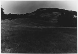 Unidentified oak woodland of Sonoma County, photographed between 1950 and 1975