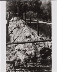 Petrified tree known as the Queen of the Forest, Calistoga, California