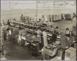 Egg candlers, Petaluma, California, about 1922