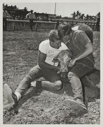 Team calf scramble on Farmers' Day at the Sonoma County Fair, Santa Rosa, California, July 19, 1964