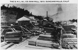 D. M. L. & L. Co. Sawmill, 1910. Duncans Mills, California