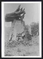 George E. Guerne and Geraldine Peugh atop the Big Bottom redwood stump