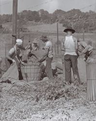 Filling the hop bags near Wohler Road, Healdsburg, California, in the 1920s