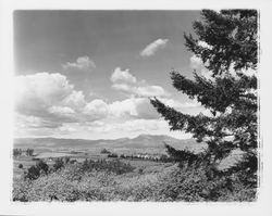 Looking east to Santa Rosa and Mt. St. Helena from the Cherry Ridge Road area, Sebastopol, California, 1960