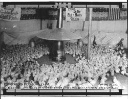 750 chicks, Petaluma, California : day scene; Arenberg Patent Brooder Store, Mfd. by H. F. Arenberg, 201 E. Wash. St