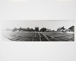 Prune drying