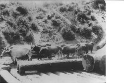 Abiel Dodge with bull team at Meeker's Sawmill