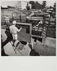 Jim Porter weighing a a steer near the Beck Arena at the Sonoma County Fair, Santa Rosa, California