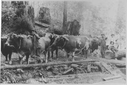 Ox team at Camp Meeker, California