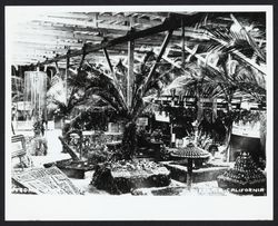 Interior of Cloverdale Citrus Fair exhibit hall in the first Citrus Fair Building