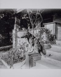 German Shepherd, "Jack," owned by Carroll C. Doane, at a ranch in rural Santa Rosa, California, 1927