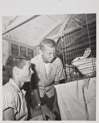 Winning rabbit and friends at the Sonoma County Fair, Santa Rosa, California, July 24, 1957