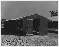 View of chickens around their chicken coops