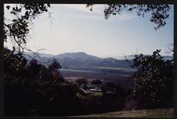 Unidentified vineyard near Healdsburg, California, about 1988