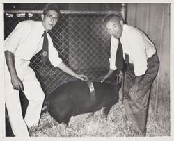 Paul Rowan and his 4H Champion Market hog at the Sonoma County Fair, Santa Rosa, California, July 28, 1961