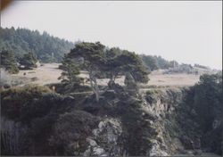 Cypress on Highway 1 above Stillwater Cove, 1975