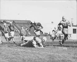 John Finney makes a gain for Leghorns in 27-0 victory over Lodi at Durst Field, Petaluma, California, Nov. 16, 1952