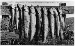 Good catch of speckled beauties, Russian River, Monte Rio, California