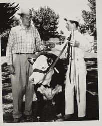 John Pronzini and his 4H Champion Hereford steer at the Sonoma County Fair, Santa Rosa, California, 1957