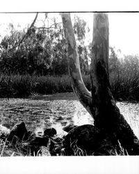 Eucalyptus trees at Annadel Farms, Santa Rosa, California, June 8, 1971