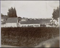 Petaluma, California, chicken ranch, between 1890 and 1900