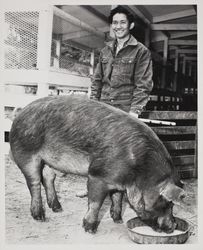 Champion boar at the Sonoma County Fair, Santa Rosa, California, July 1958