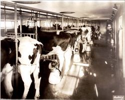 Holstein cows waiting to be milked, Sonoma County, California, about 1958