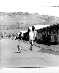 Man riding bicycle along unidentified street in Larkfield Maples housing development, Larkfield, California, March 21, 1972