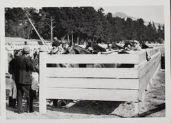 Thoroughbreds in the saddling paddocks at the Sonoma County Fair Racetrack, Santa Rosa, California