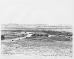 San Antonio Creek, near the Petaluma River, 1950s or 1960s